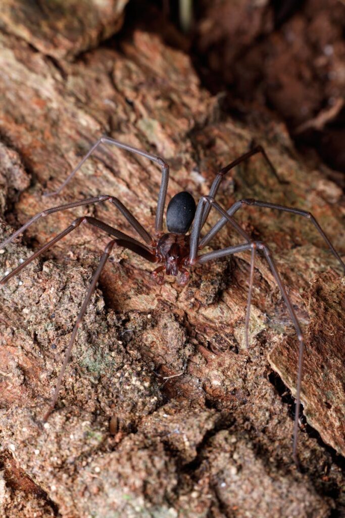Macro shot of a recluse spider on textured bark, perfect for wildlife themes.