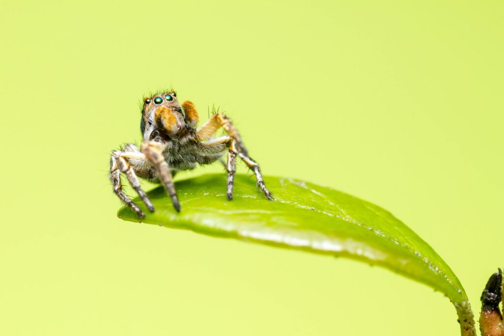 Detailed macro shot of a jumping spider perched on a green leaf against a vibrant backdrop.