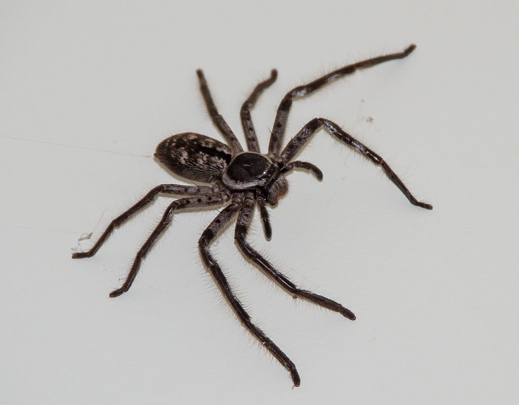 huntsman spider, spider, large, brown, hairy, native, wild, queensland, australia, arachnid, legs, big, huntsman spider, huntsman spider, huntsman spider, spider, spider, spider, spider, spider