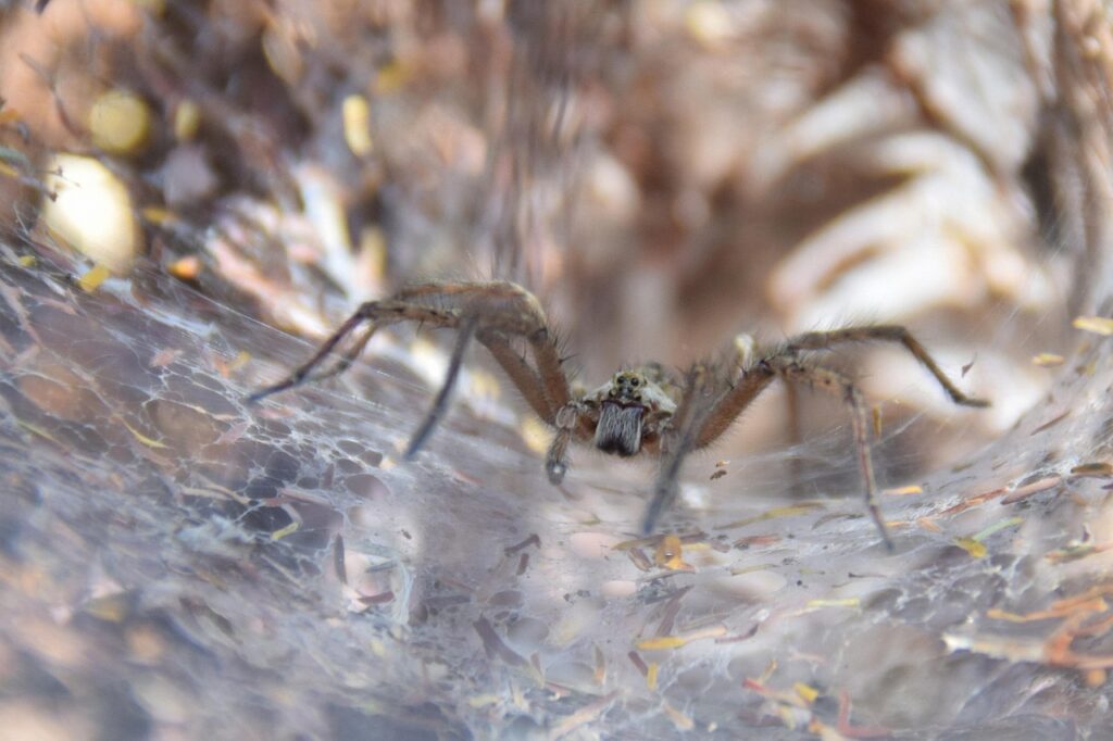 spider, arachnid, hd wallpaper, macro, atrax robustus, wallpaper