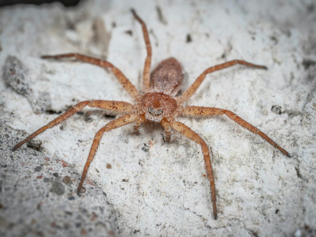 Detailed view of a brown desert recluse spider on a natural rock surface.